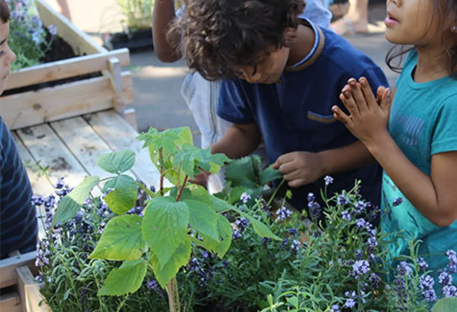 École plantes potager pantin