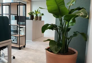plantes d'intérieur en pot dans des bureaux