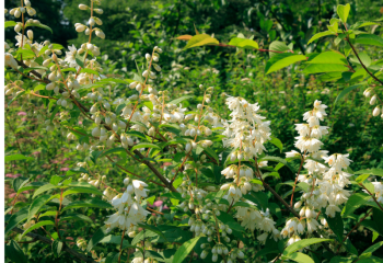 deutzia 