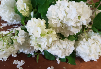 viburnum opulus