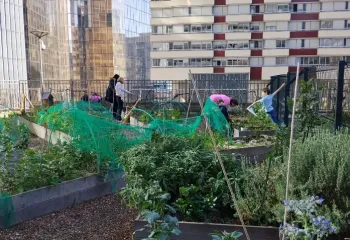 Agriculture urbaine : les animations reprennent dans les potagers de la Défense
