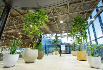Intérieur centre commercial végétalisation arbres
