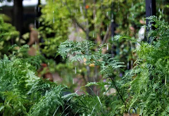 Jardins jardin tuilerie