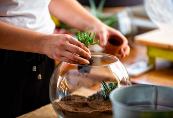 animation entreprise terrarium