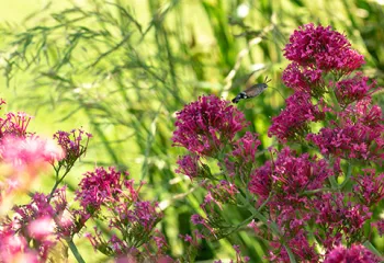 biodiversité