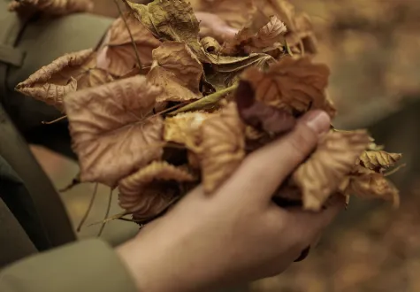 Feuilles mortes : une ressource pour le jardinier