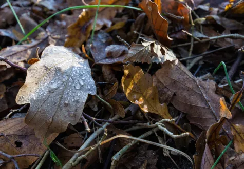 Feuilles mortes : une ressource pour le jardinier