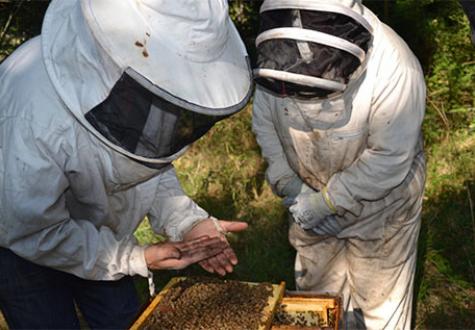 Apiculteurs des Jardins de Gally ouvrant une ruche en entreprise