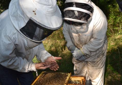 Apiculteurs des Jardins de Gally ouvrant une ruche en entreprise