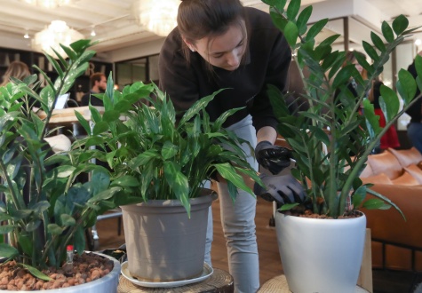 entretien de plantes d'intérieur