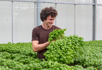 Aromatiques bio de la Ferme Horticole Théart