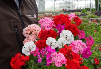 vente de fleurs annuelles à la Ferme Horticole Théart