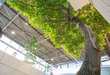 arbre reconstitué d'intérieur