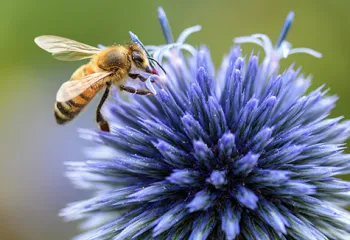 jardins écologique