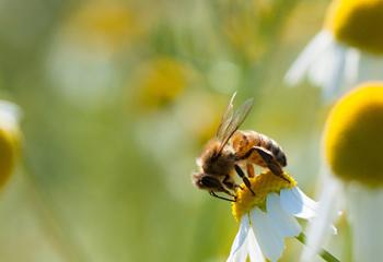 Biodiversité urbaine