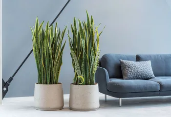 bacs et plantes en location 