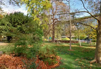feuilles d'automne au sol
