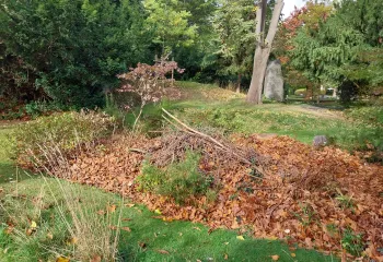 feuilles d'automne au sol