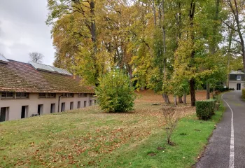 feuilles d'automne au sol