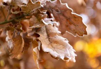 feuilles givrées