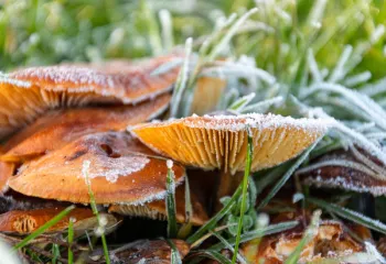 champignon givré
