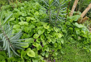 couvre sol végétal
