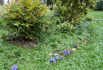 couvre sol végétal 
