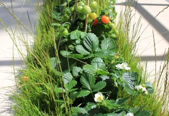 Bien etre au travail plantes