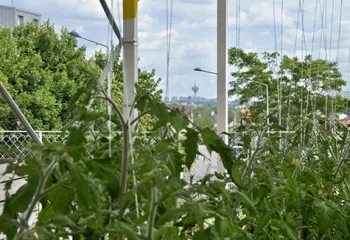 Groof agriculture urbaine