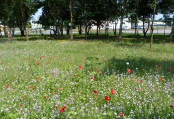 plantation de prairie melifère