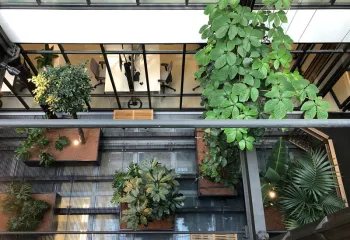 patio végétalisé