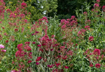 La lettre jardin et biodiversité - Mai/Juin
