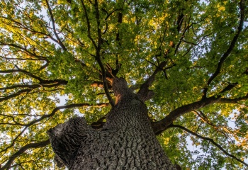 La lettre de l'agriculture urbaine et de la biodiversité