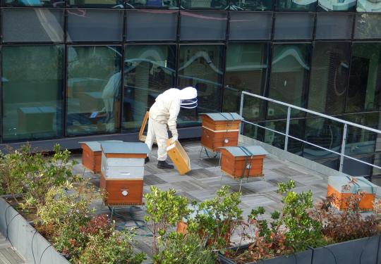 Ruches en entreprise installées par les apiculteurs des Jardins de Gally