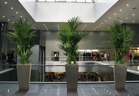 Bacs de plantes en location entretien des Jardins de Gally