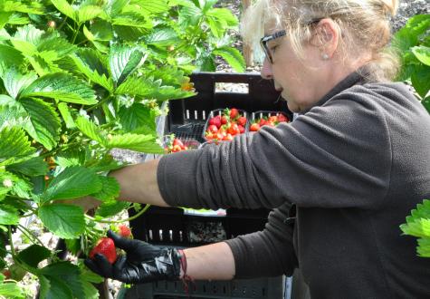 Récolte des fraises du démonstrateur d'agriculture urbaine dans le prolongement du parc du Château de Versailles