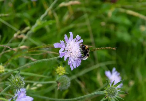 Fleurs sauvages