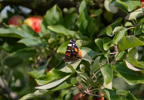papillon vulcain 