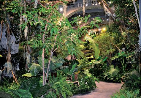 Décor jungle pour un défilé par Les Jardins de Gally - Les Événements