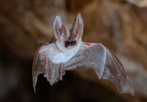 Plecotus austriacus