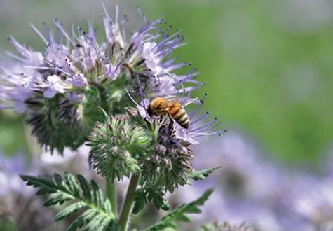 Abeille dans une prairie fleurie favorisant la biodiversité par les jardins de Gally