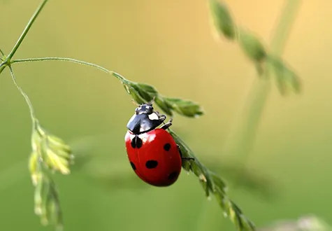 Biodiversité coccinelle
