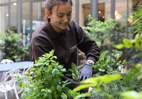 Entretien de plantes d'intérieur