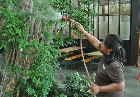 prestation d'entretien de plantes d'intérieur