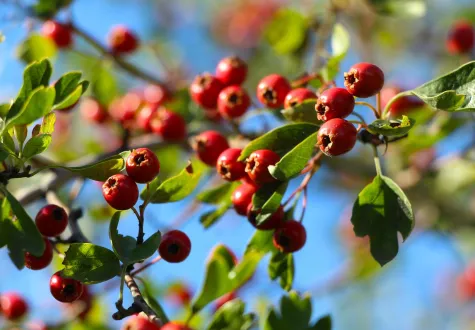 Arbre fruitier