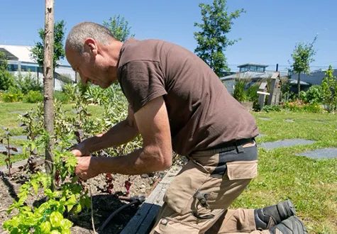 Entretien écologique de jardins