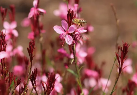 Gaura