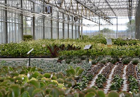 paysagiste producteur de plantes de pépinière