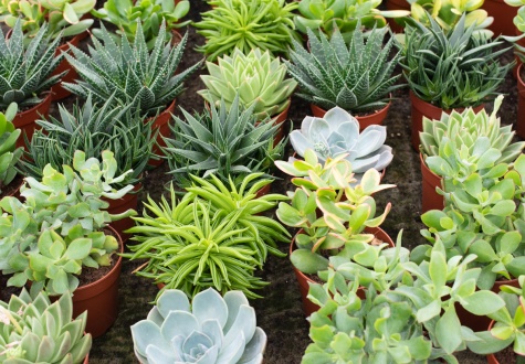 succulentes plantes résistantes